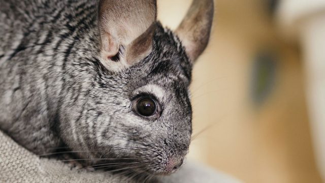 chinchilla animal tauro