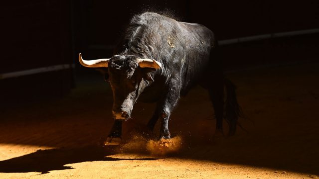 toro animal tauro