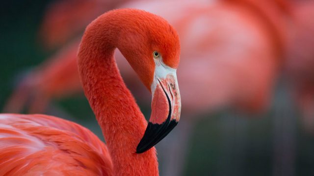 Tauro animal flamenco