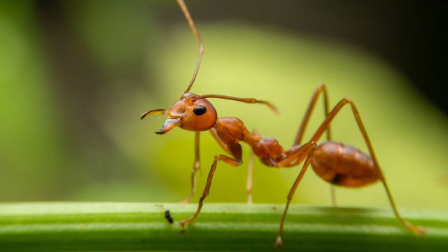 Hormiga animal Tauro