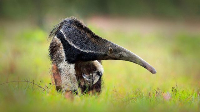 Oso hormiguero animal Libra