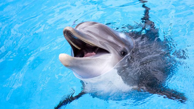 Libra animal delfín