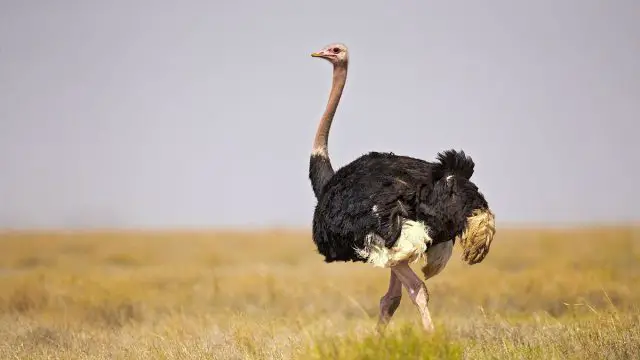 Libra hombre animal avestruz