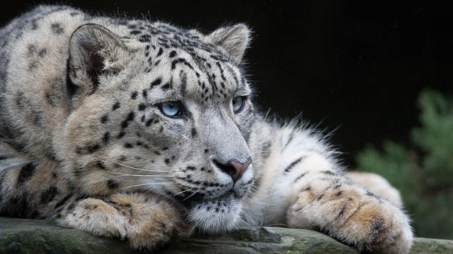 Acuario animal leopardo de las nieves