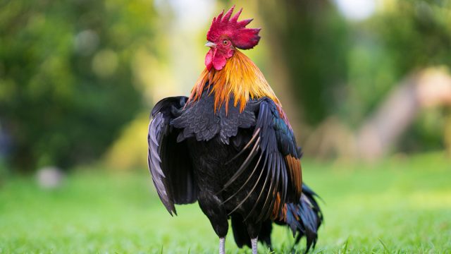 gallo animal acuario