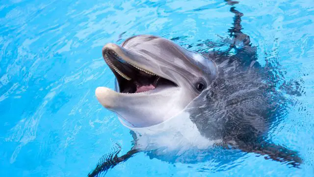 delfín animal acuario