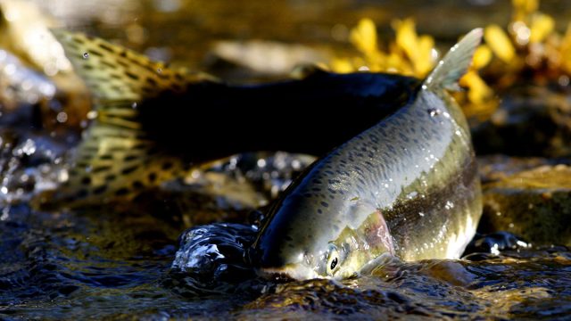 Salmón animal Acuario