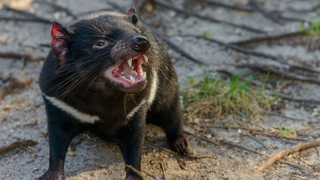 Aries animal demonio de tasmania