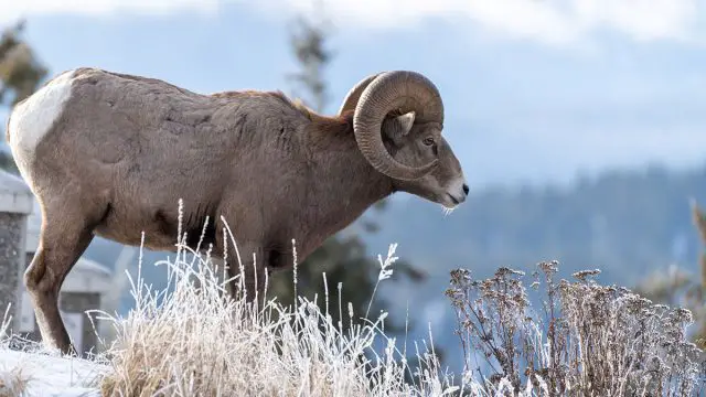 carnero animal aries