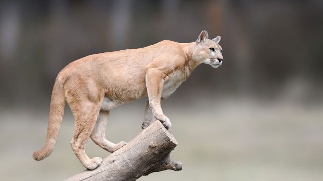 Puma animal de Aries