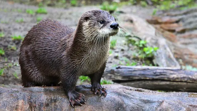 Los 5 animales espirituales del hombre Cáncer que mejor lo representan Nutria animal hombre cáncer