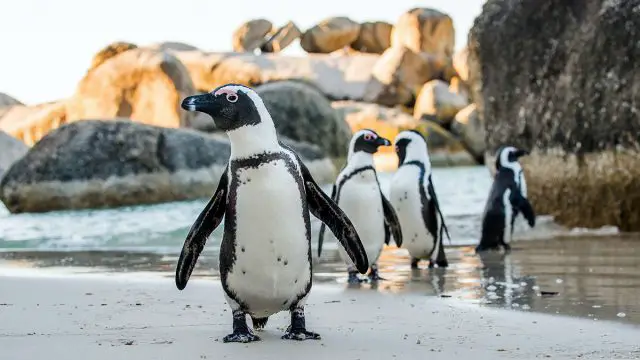 Pingüino animal hombre cáncer