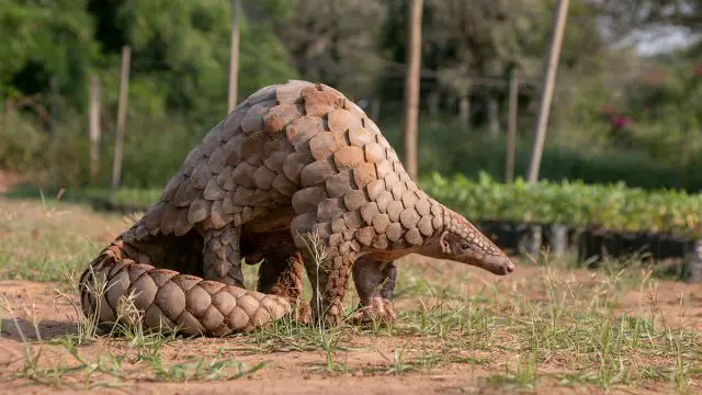 Pangolín animal cáncer