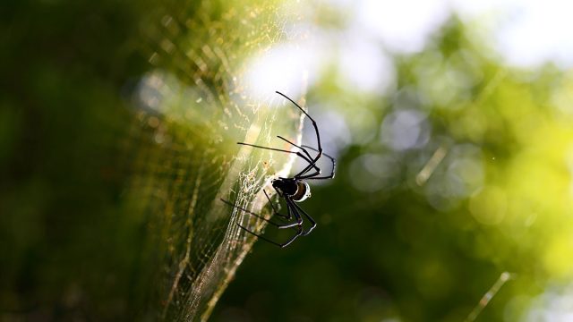 Araña animal cáncer