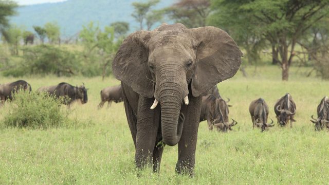 Elefante animal cáncer