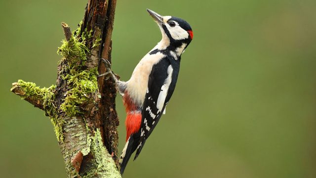 pájaro carpintero animal cáncer