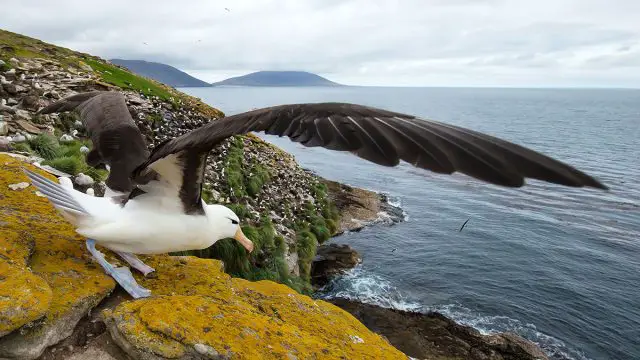 Albatros animal Capricornio