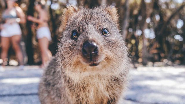 Libra hombre animal quokka