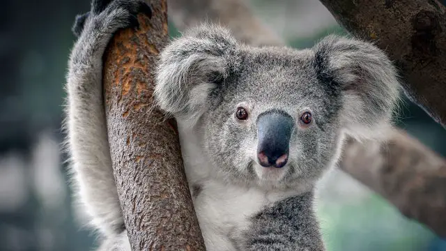 Virgo hombre animal koala