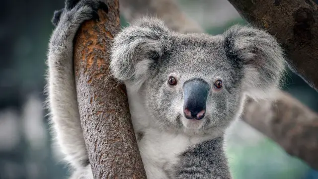 Tauro animal koala