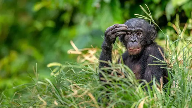 Escorpio hombre animal bonobo