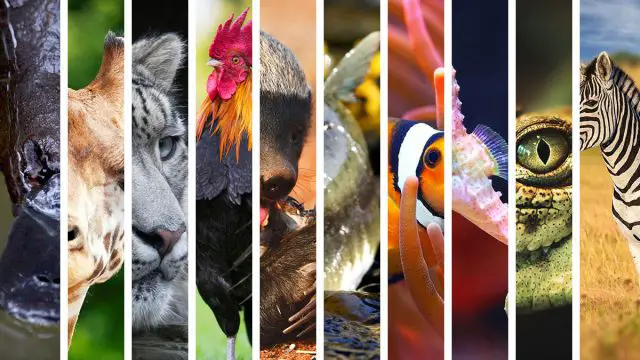 Los 13 animales espirituales de Acuario que mejor representan el signo