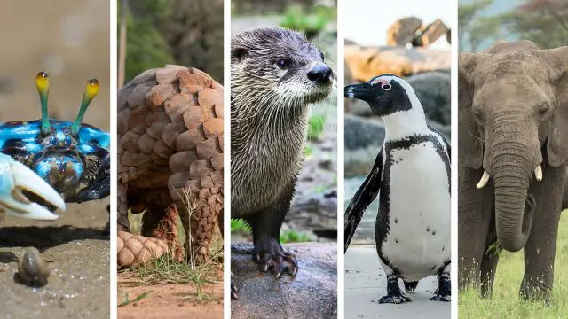 Los 5 animales espirituales del hombre Cáncer que mejor lo representan Los 5 animales espirituales del hombre Cáncer que mejor lo representan