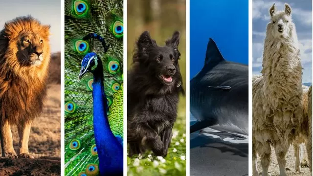 5 Leo Hombre Espíritu Animales Que Mejor Lo Representan