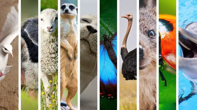 Los 13 animales espirituales de Libra que mejor representan el signo