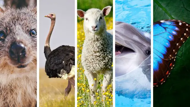 5 animales espirituales del hombre Libra que mejor lo representan