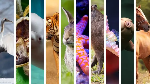 Los 13 animales espirituales de Sagitario que mejor representan el signo