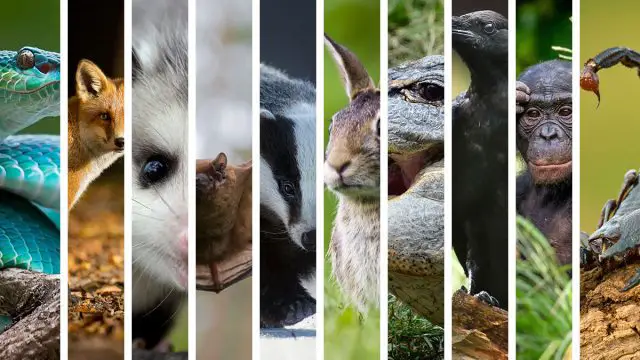 Los 13 animales espirituales de Escorpio que mejor representan el signo