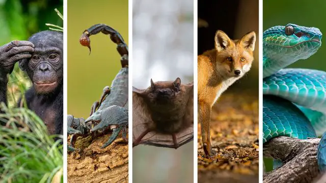 Los 5 animales espirituales del hombre Escorpio que mejor lo representan