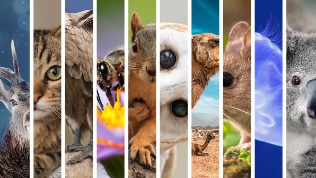 Los 13 animales espirituales de Virgo que mejor representan el signo